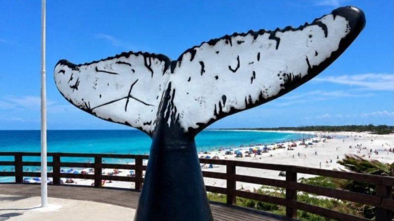 baleias em arraial do cabo